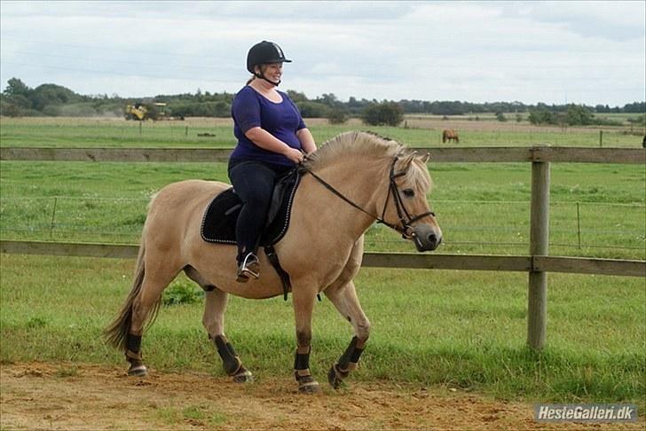 Fjordhest William *gammel part* billede 8