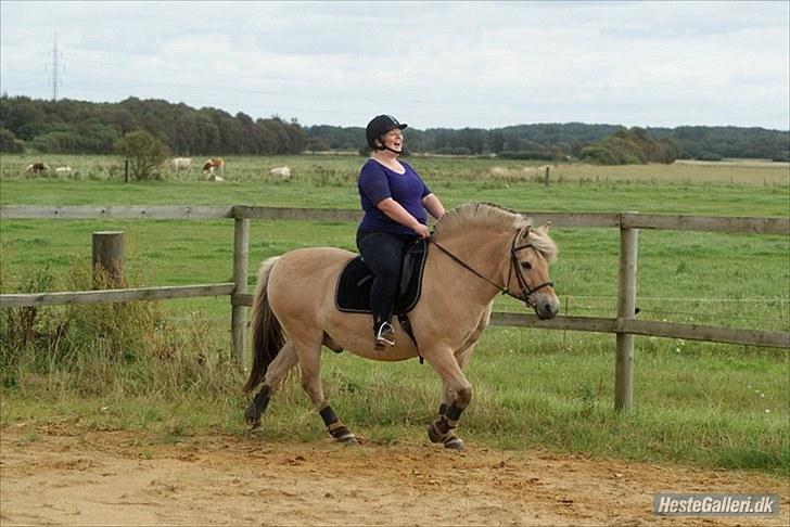 Fjordhest William *gammel part* billede 9