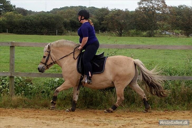 Fjordhest William *gammel part* billede 10