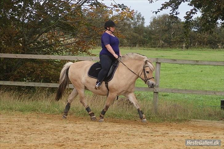 Fjordhest William *gammel part* billede 11