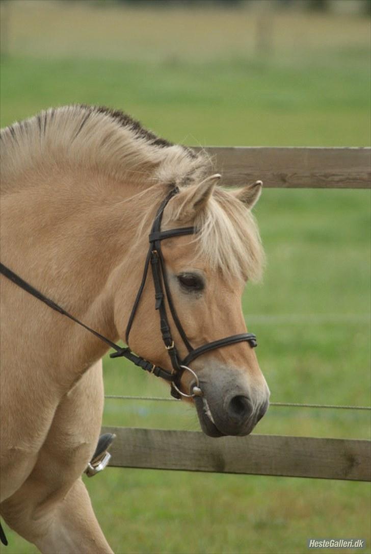 Fjordhest William *gammel part* billede 12
