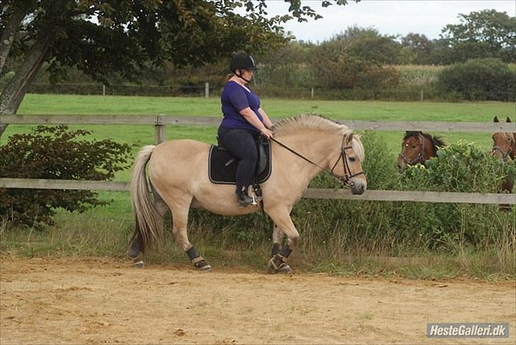 Fjordhest William *gammel part* billede 13