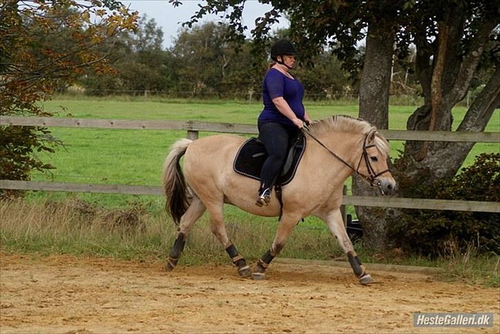 Fjordhest William *gammel part* billede 14