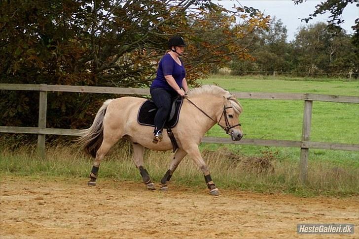 Fjordhest William *gammel part* billede 15