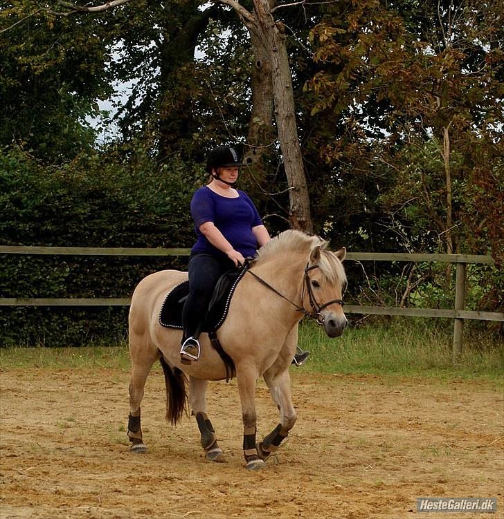 Fjordhest William *gammel part* billede 16