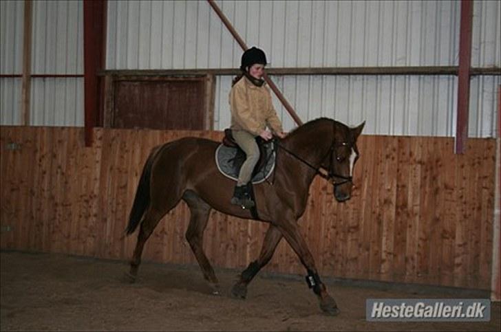 Dansk Varmblod Last Lya - Første gang jeg rider på hende efter hun kom i ridning! Hun er bare så DYGTIG! :D billede 16