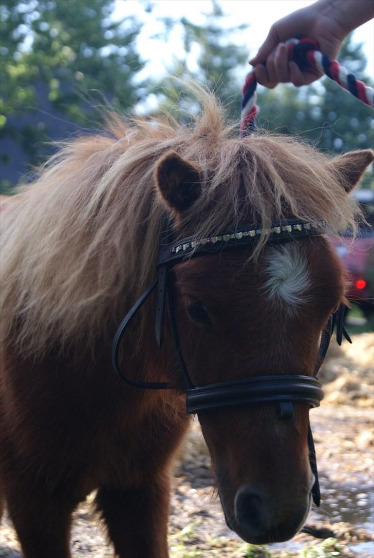 Miniature BRØGGERGÅRDENS SOFUS DEE billede 10