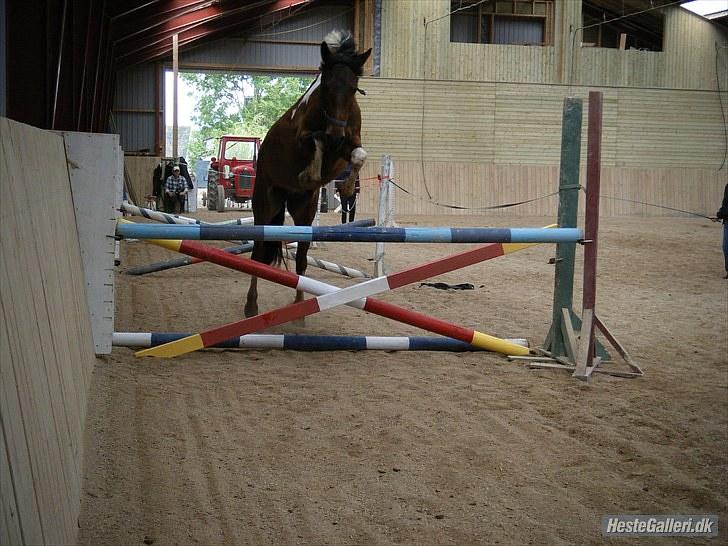 Anden særlig race *Vedhaugegårds High Five* SOLGT - fine elvis, løsspringer, 94 cm!  billede 10