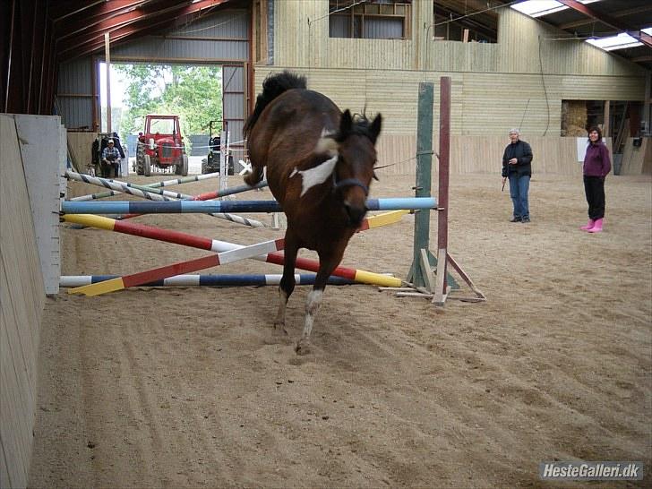 Anden særlig race *Vedhaugegårds High Five* SOLGT - prøv lige at se hvor højt oppe han er med sine bagben!? :´D billede 11