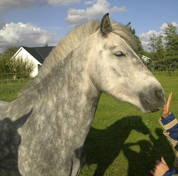 Anden særlig race Mascha - Elsker hendes udtryk--så dejligt billede 4