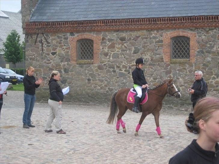 Welsh Pony af Cob-type (sec C) Fanny SOLGT :'( - På vej hen til banen :D billede 8