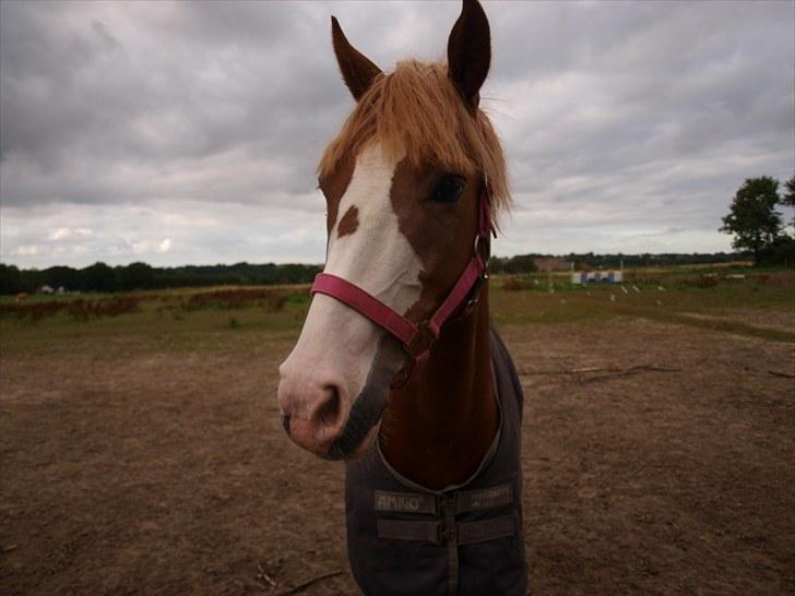 Hollandsk Sportspony Jan <3 SOLGT - Første gang herhjemme :D billede 5