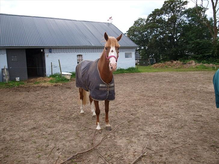 Hollandsk Sportspony Jan <3 SOLGT - Smukke pony! <3 billede 6