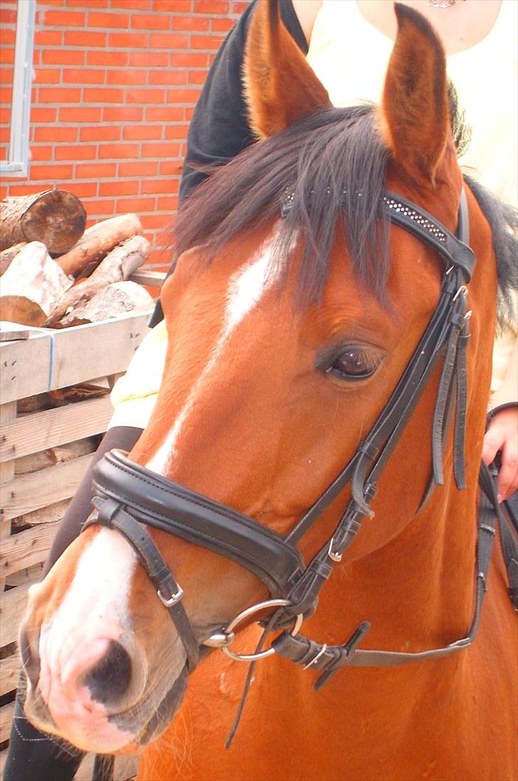 Anden særlig race FREEMAN <3  - Velkommen til Freemans profil :)  { fotograf : Ann } billede 1