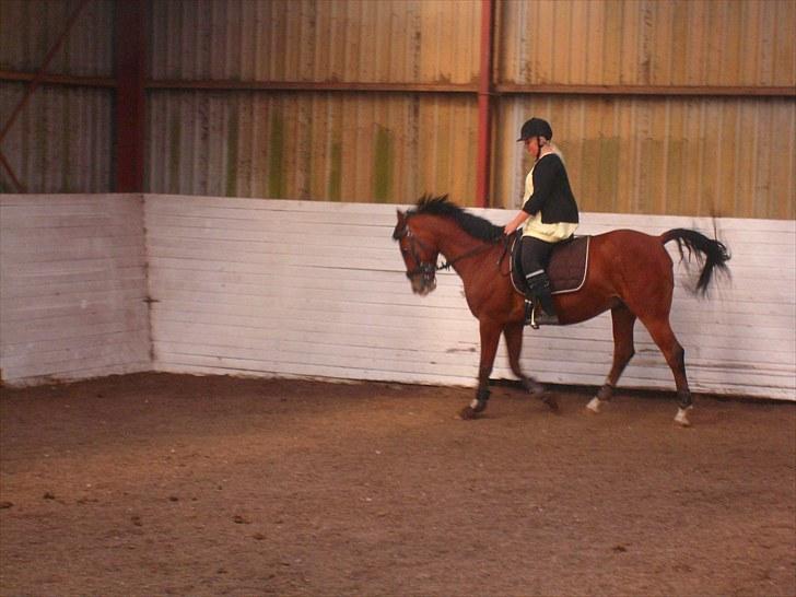 Anden særlig race FREEMAN <3  - 1/9-10 Dressur { fotograf : Ann } billede 3