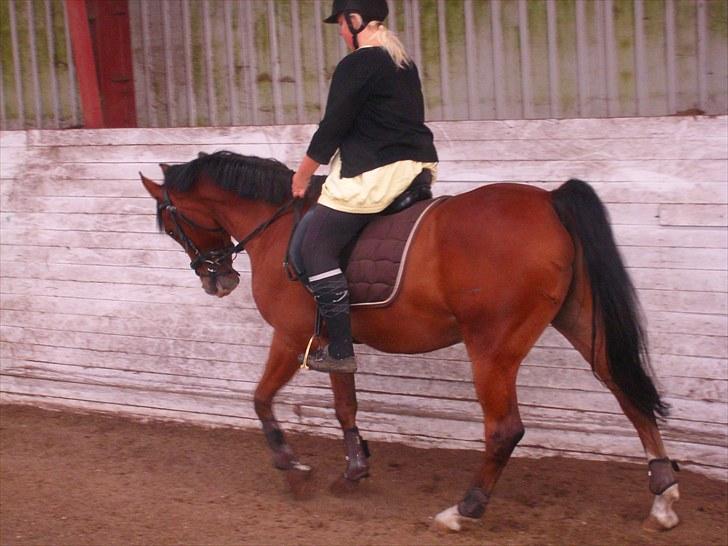 Anden særlig race FREEMAN <3  - 1/9-10 Dressur { fotograf : Ann } billede 4