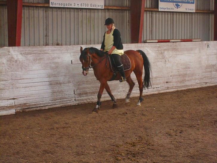 Anden særlig race FREEMAN <3  - 1/9-10 Dressur { fotograf : Ann } billede 5