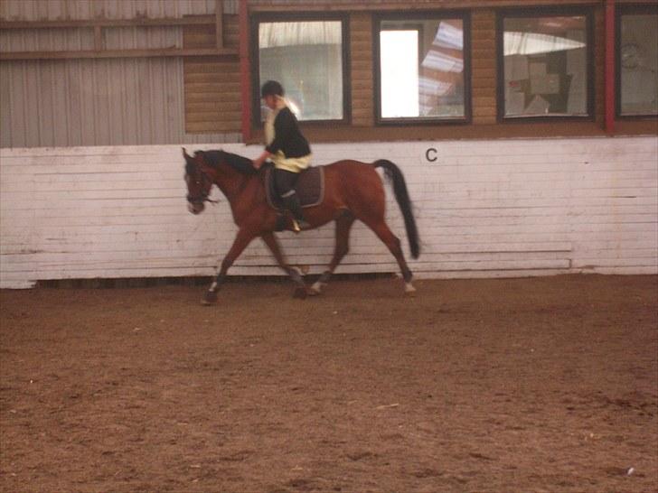 Anden særlig race FREEMAN <3  - 1/9-10 Dressur { fotograf : Ann } billede 6