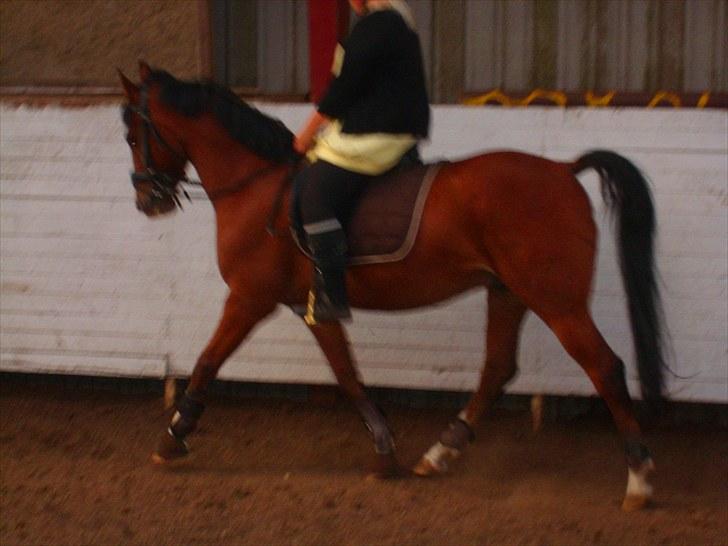 Anden særlig race FREEMAN <3  - 1/9-10 Dressur { fotograf : Ann } billede 7