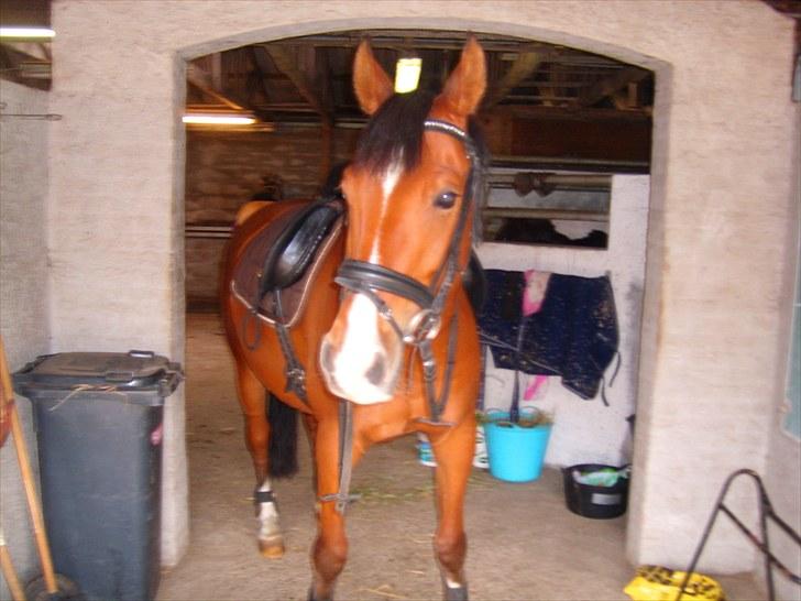 Anden særlig race FREEMAN <3  - på vej ud og ride 1/9-10 { fotograf : Mig } billede 8