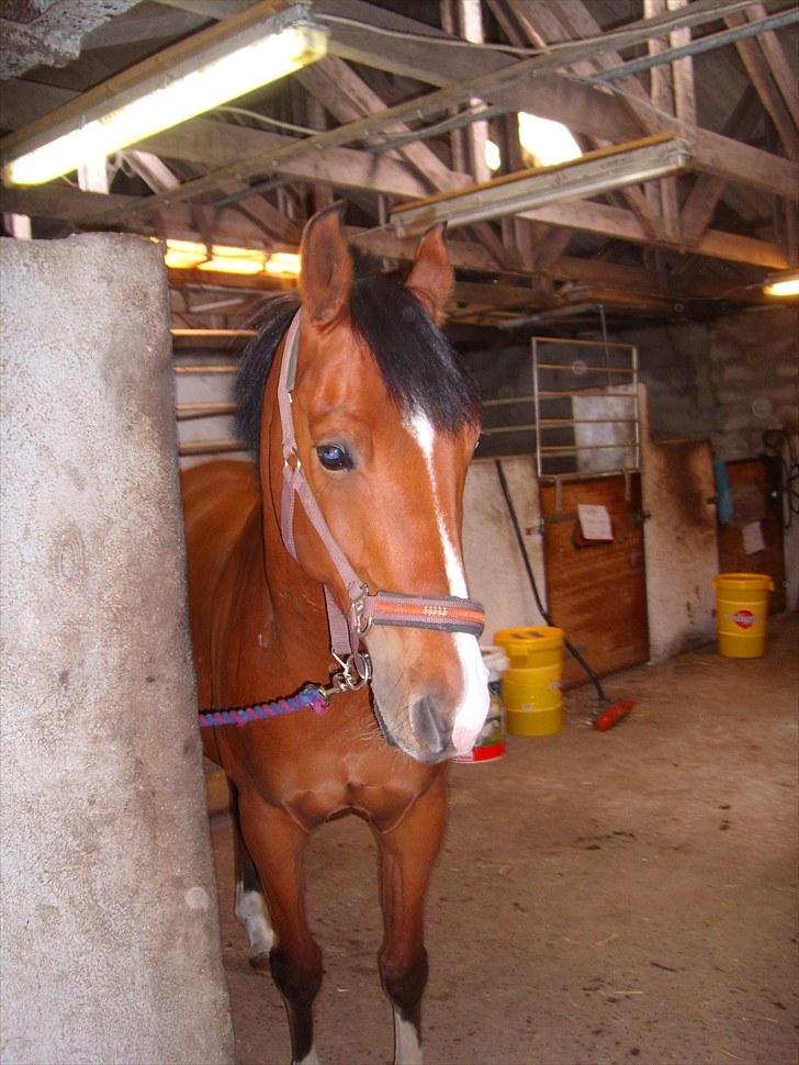 Anden særlig race FREEMAN <3  - :D { fotograf : mig) billede 9