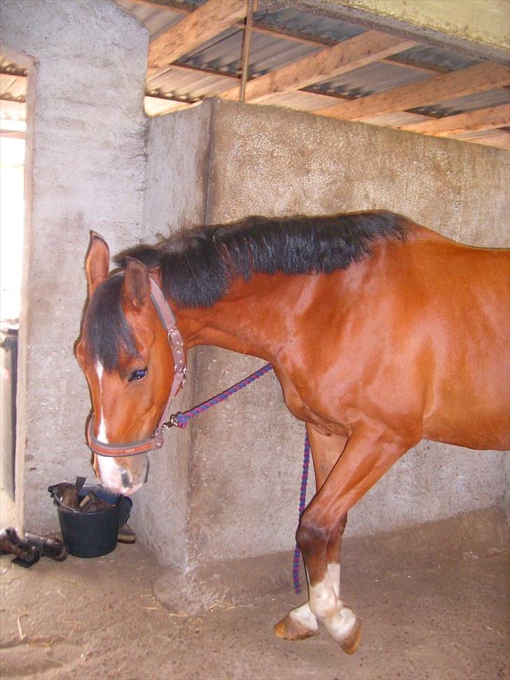 Anden særlig race FREEMAN <3  - giv mig maaaaaad { fotograf : mig } billede 10