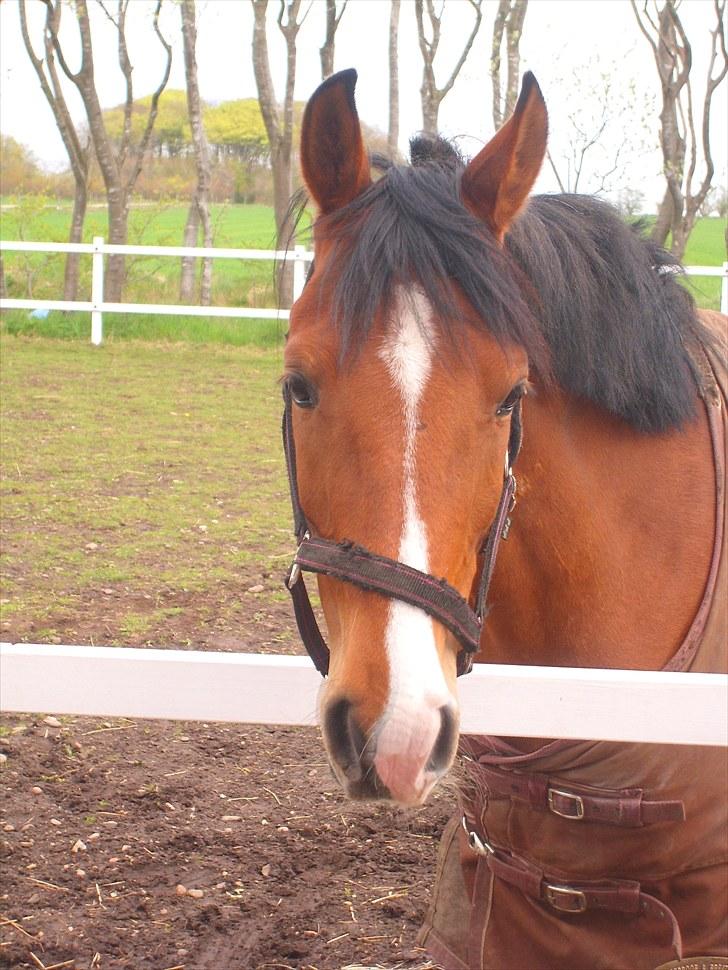 Anden særlig race FREEMAN <3  billede 11