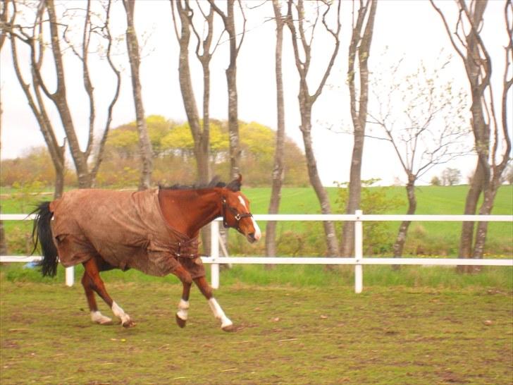 Anden særlig race FREEMAN <3  - se jeg "leger" vild { fotograf : Ann } billede 12