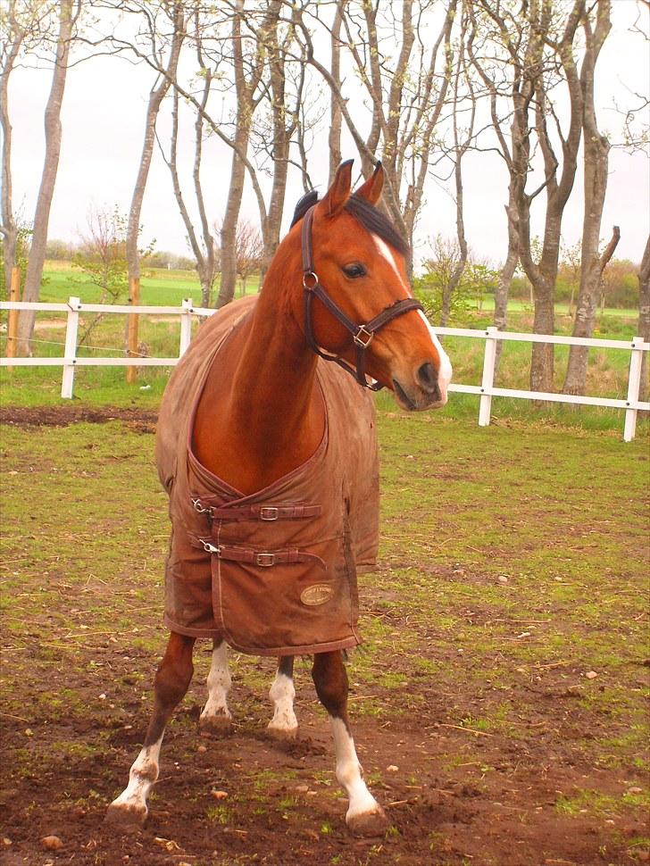 Anden særlig race FREEMAN <3  - smukke Freeman { fotograf : Ann } billede 13