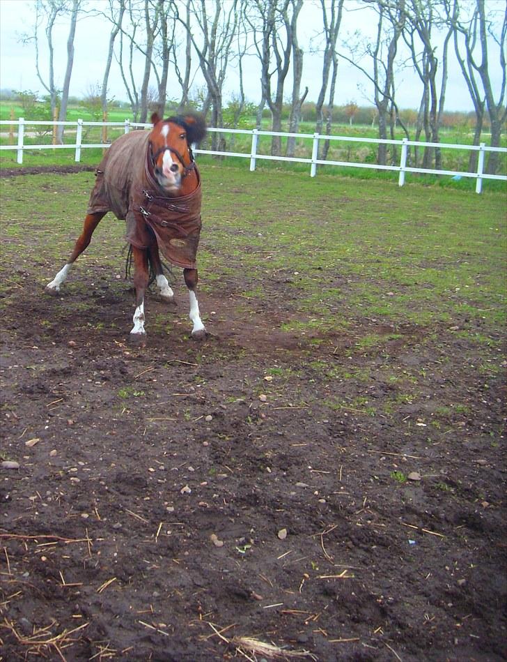 Anden særlig race FREEMAN <3  - pas på jeg er farlig <3 { fotograf : Ann } billede 14