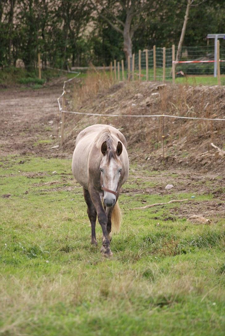 Anden særlig race Mosegaards Cayenne billede 6