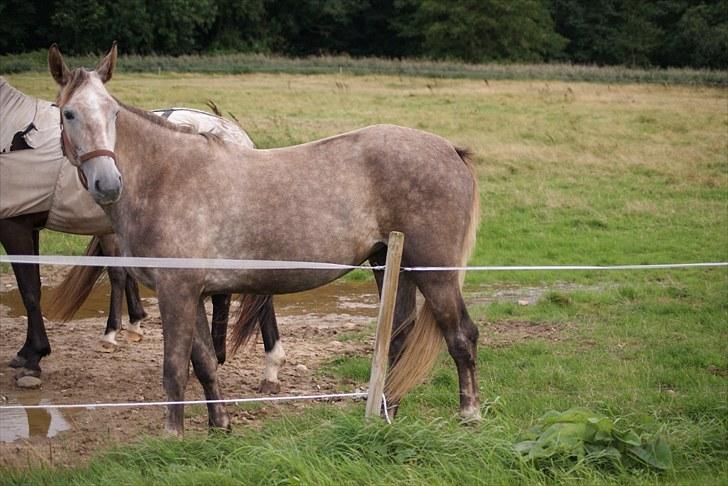 Anden særlig race Mosegaards Cayenne billede 7