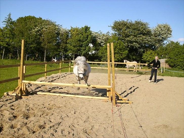 Shetlænder Pio billede 17