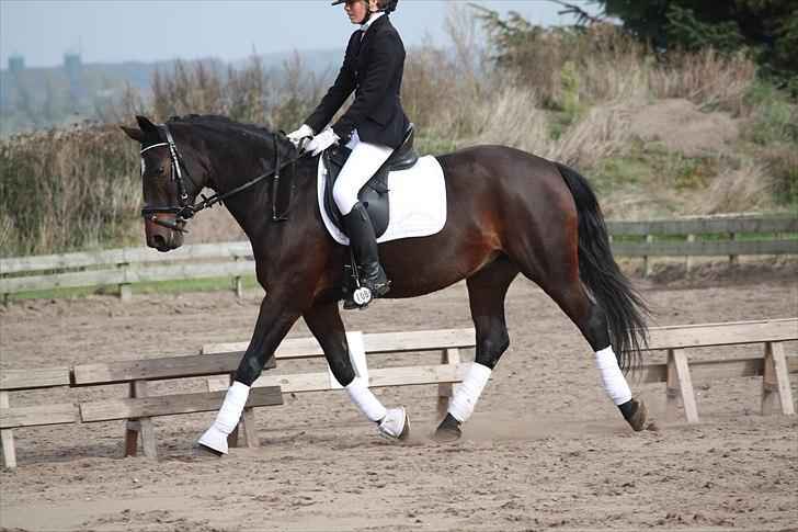 DSP Midnight Diamond - Nejst, 1 plads til 68 % søde poooonnnnie1<3 Foto: Stina Konnerup. billede 12