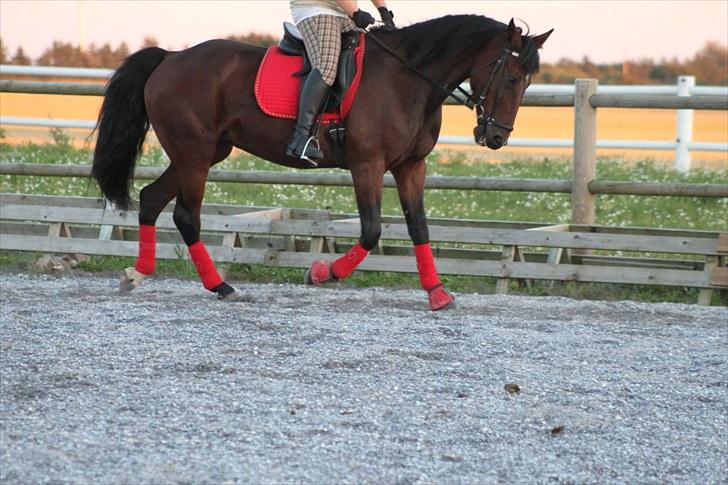 Anden særlig race Rea billede 11