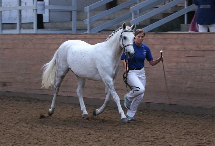 DSP Dorreen - 28.08.10: Dorreen til Eliteskue billede 18