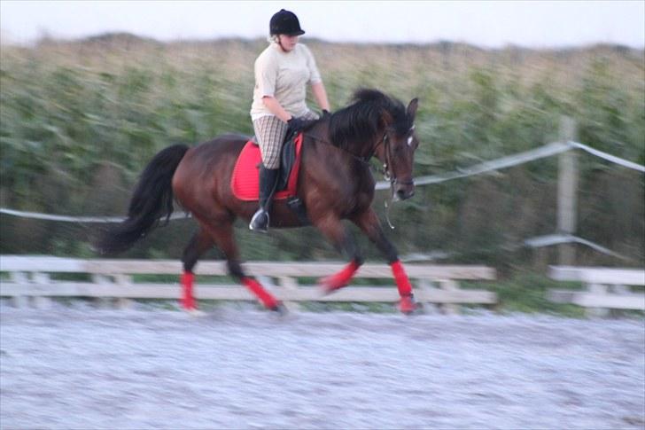 Anden særlig race Rea - FULD gallop frem af :) billede 12