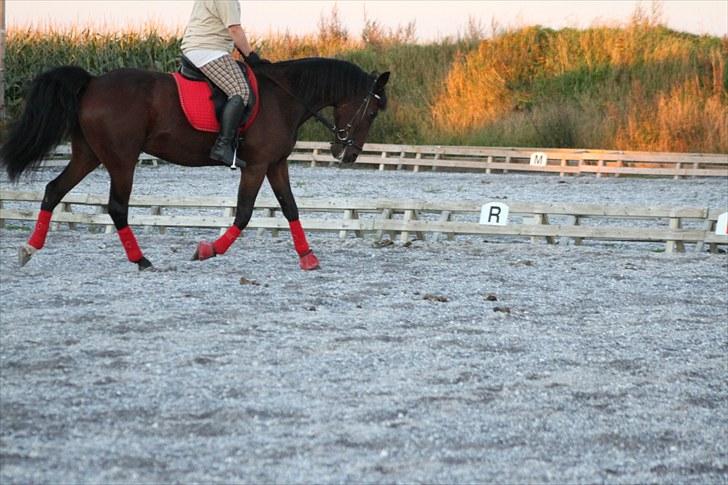 Anden særlig race Rea billede 14