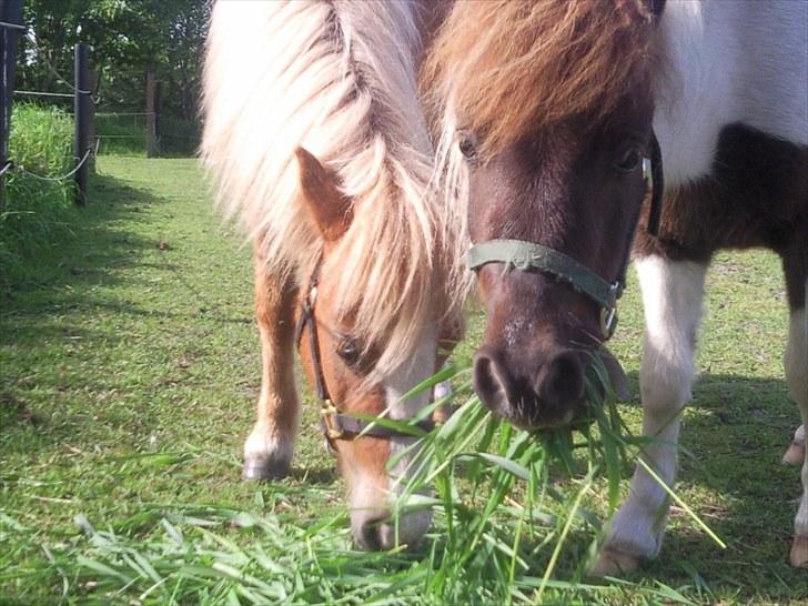 Shetlænder Hjøllundgårds Camelot billede 18