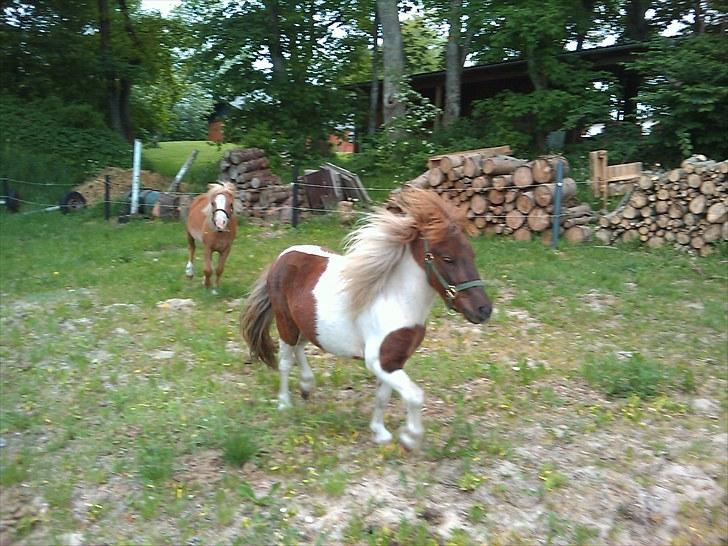 Shetlænder Hjøllundgårds Camelot billede 19