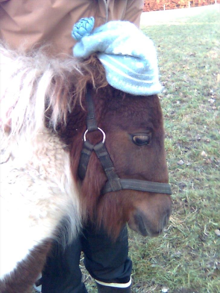 Shetlænder Hjøllundgårds Camelot billede 20