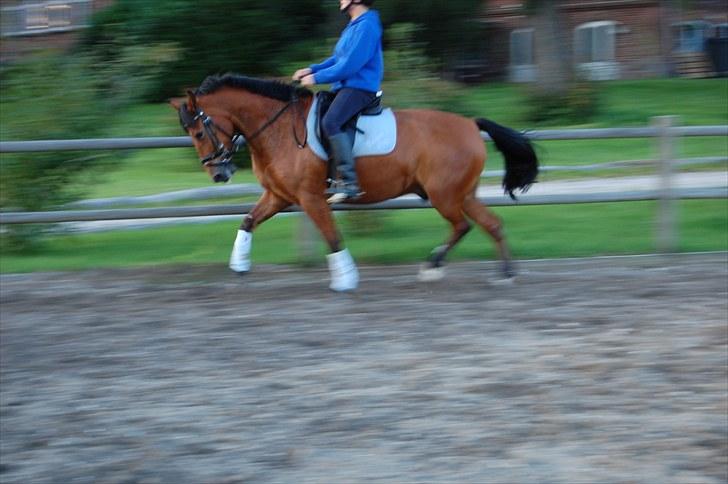 New Forest Enggaardens Frej billede 18