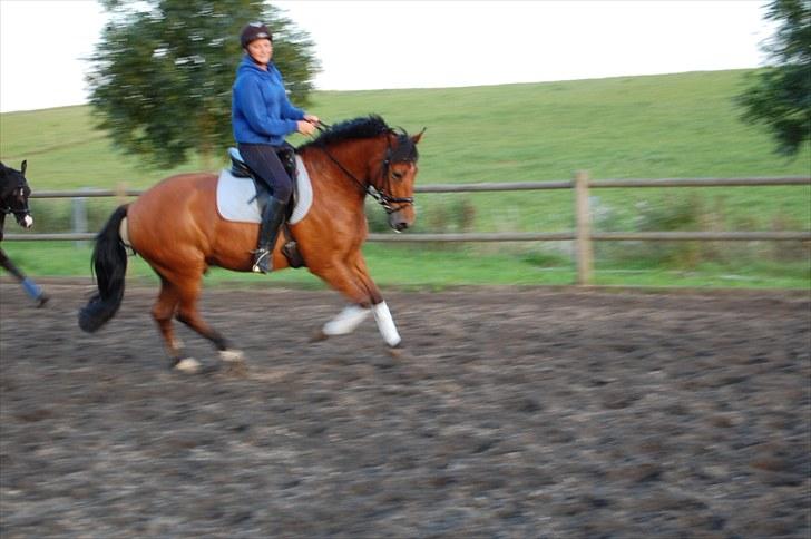 New Forest Enggaardens Frej billede 19