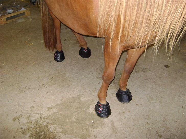 Islænder Hafdis fra Nørmark billede 14