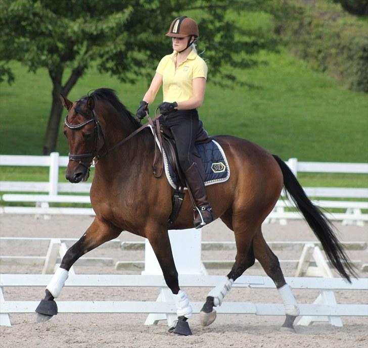 Trakehner Indoro - Træning august 2010 billede 18