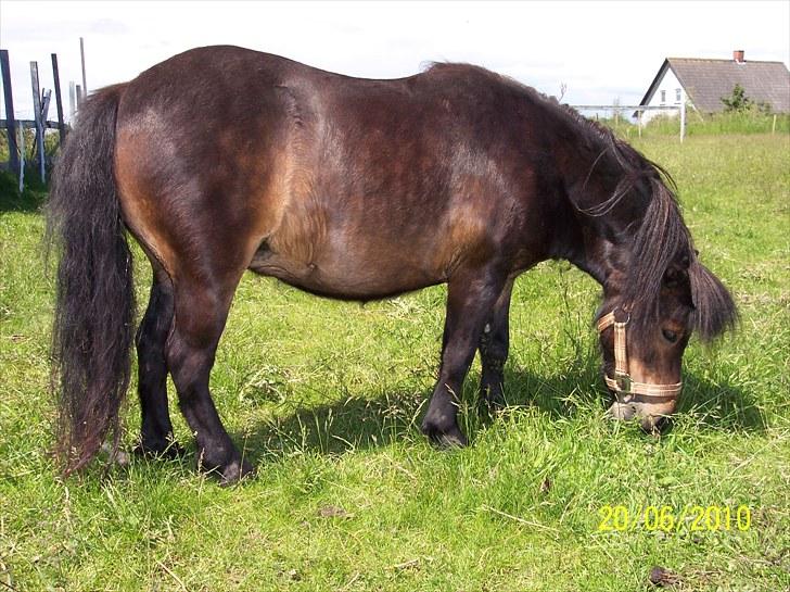 Shetlænder Tusindfryds lindsie billede 1