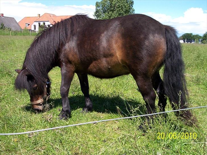 Shetlænder Tusindfryds lindsie billede 2