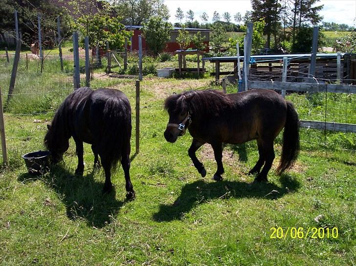 Shetlænder Tusindfryds lindsie billede 3