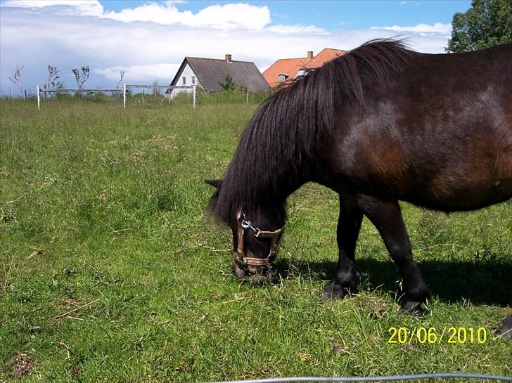 Shetlænder Tusindfryds lindsie billede 4