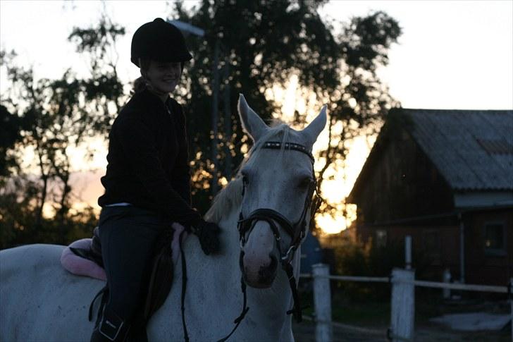 Dansk Varmblod Stutteri Jestis Arkimedes - Enhver hest fortjener ros, og især dig min skat <3 billede 3
